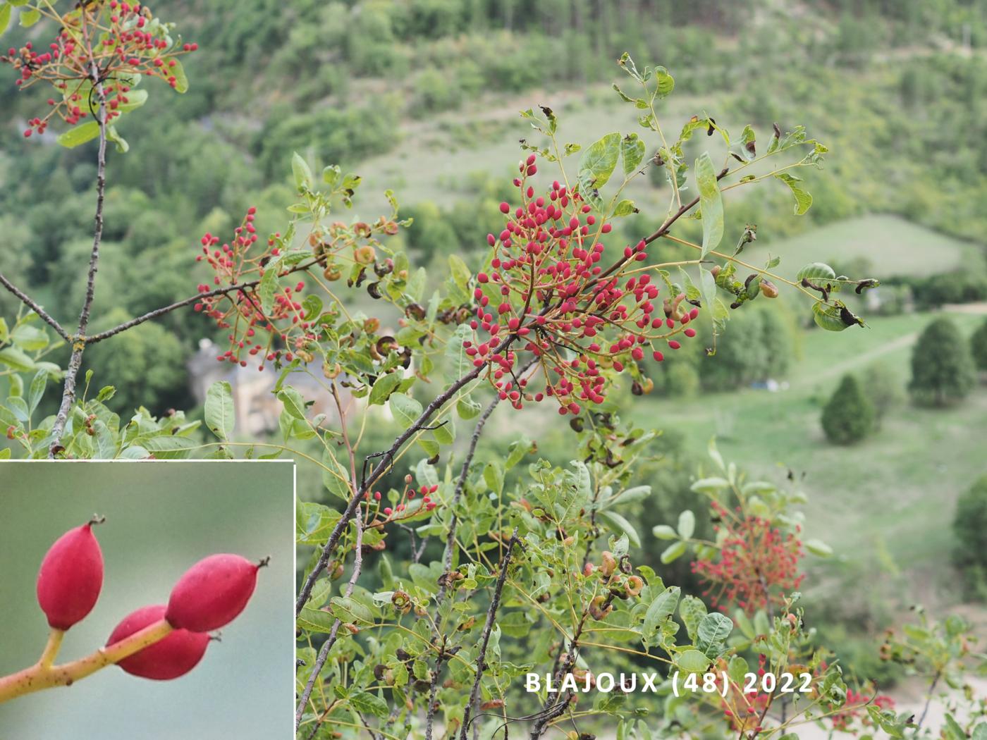 Turpetine tree fruit